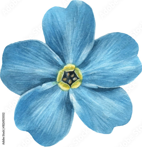 Blue Forget- Me- Not Flower on White Background forget-me-not