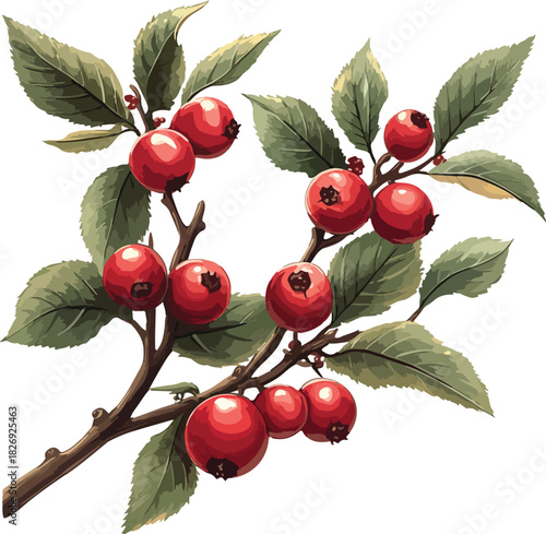 Red currant and cherry fruit branches ripe for summer harvest