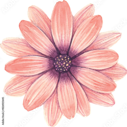 Peach and pink daisy-like flower watercolor painting