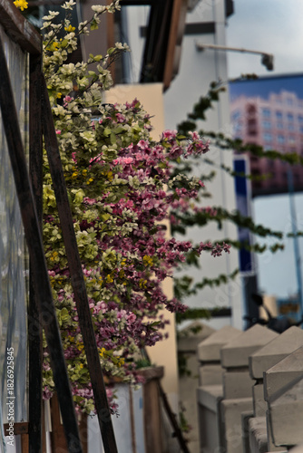 pink flowers in the street