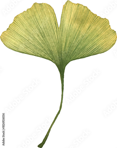 Green Ginkgo leaf with textured stem on transparent background