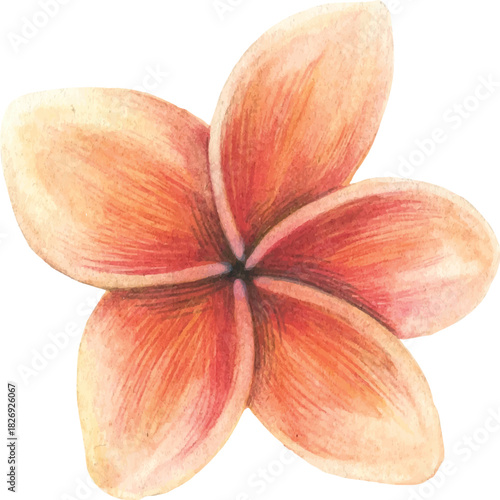 Watercolor drawing of a single orange plumeria flower Keywords: flower, plumeria, frangipani