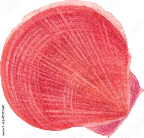 Red scallop shell with radiating lines seashell marine
