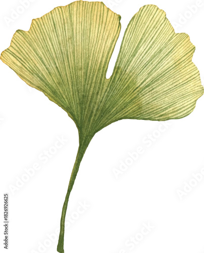 Two green Ginkgo leaves with textured stems on transparent background