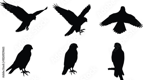 Bird of prey silhouette vector set, eagle hawk falcon shadow illustration, flying hunting raptor clipart, wildlife predator bird design