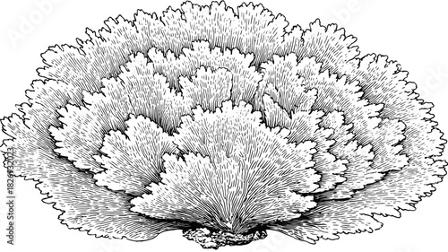 Detailed black and white botanical illustration of an ornamental kale or cabbage plant, intricate line art drawing for garden and health concepts.