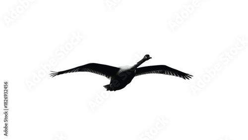 Elegant black swan silhouette flying with wide spread wings in mid air, vector illustration, flat style logo design, isolated on white background