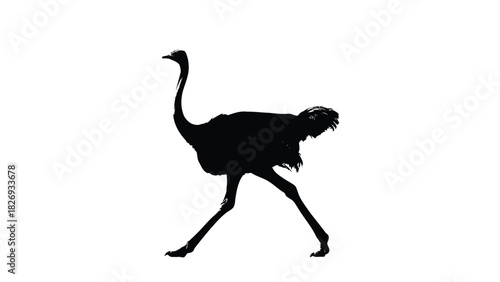 Silhouette of a large ostrich walking with long strides, black plumage, strong legs, against a stark white background, vector illustration, flat style, minimalist design, isolated on white background