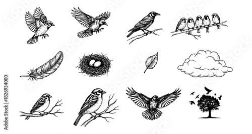 Ink drawings of sparrows, feathers, and nature elements in vintage style