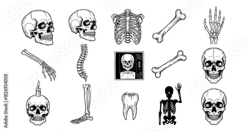 Detailed anatomy: human skeletal system elements with skull variations