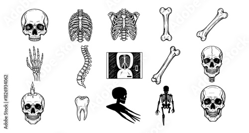 Medical anatomy sketches of human skull, skeleton, and bones
