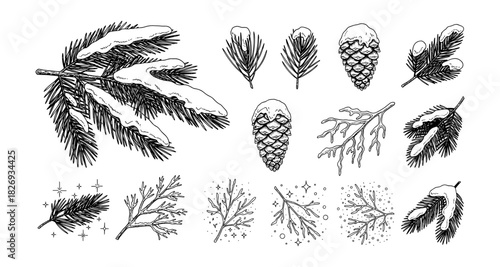 Winter foliage and pine cones collection drawn in detailed style