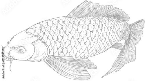Detailed hand-drawn sketch of a freshwater carp fish with scales and fins, black and white line art illustration for aquatic themes.