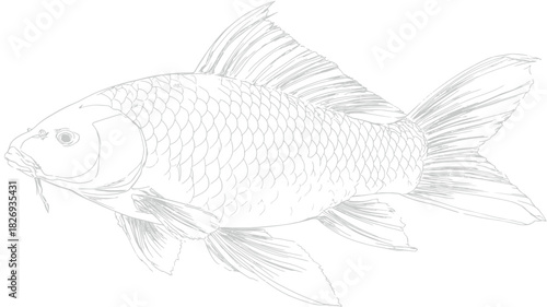 Elegant Koi Fish Hand-Drawn Sketch Illustration. Detailed Ornamental Pond Fish Line Art Vector Drawing for Design.