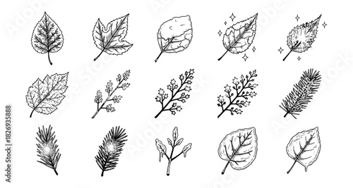 Hand-drawn botanical leaf collection: nature-themed outline designs