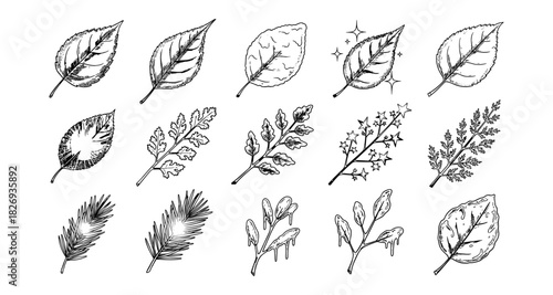 Detailed hand-drawn leaf collection showcasing various botanical designs
