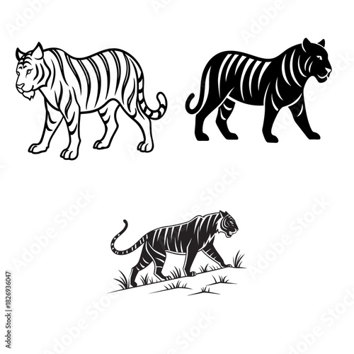 Canvas Print white tiger isolated on white