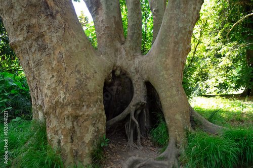 A huge old perennial tree with a hole in its trunk