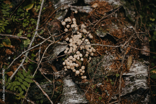 Lots of round mushrooms in the green forest.