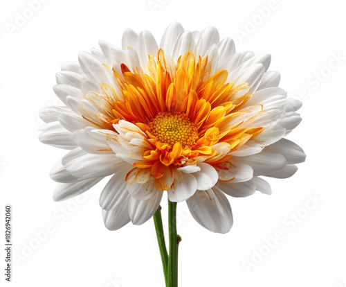 Daisy flower isolated on white