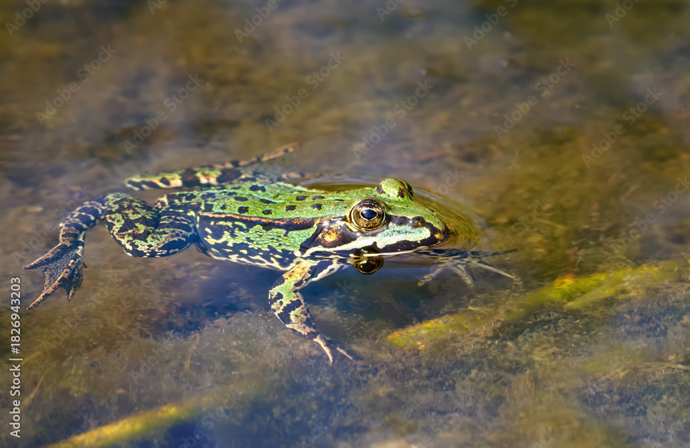 Fototapeta premium Teichfrosch (Pelophylax esculentus, Rana esculenta) liegt ruhig an der Wasseroberfläche in einem Teich