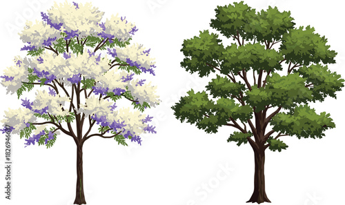 Cad drawing flat vector illustration, flowering tree with purple blossoms, green foliage tree, botanical contrast, nature comparison, plant study, landscape design