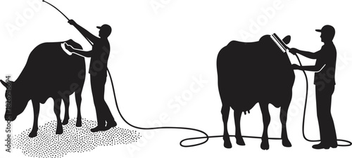 Dairy farming silhouettes with cow and farmer, livestock branding, ear tagging, milking, grooming, rural agriculture scene, black vector illustration