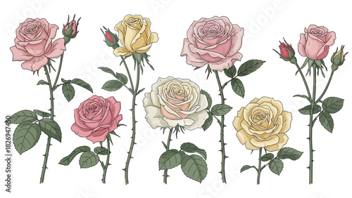 A beautiful collection of vintage style botanical rose illustrations.