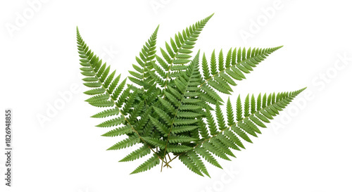 Green fern fronds isolated PNG, lush foliage with intricate leaf patterns for botanical designs and natural elements on transparent background