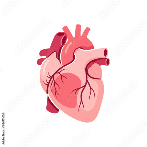 Human Heart Anatomy Vector Illustration for Medical Education