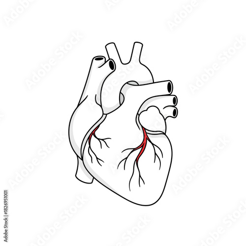 Human Heart Anatomy Vector Illustration for Medical Education