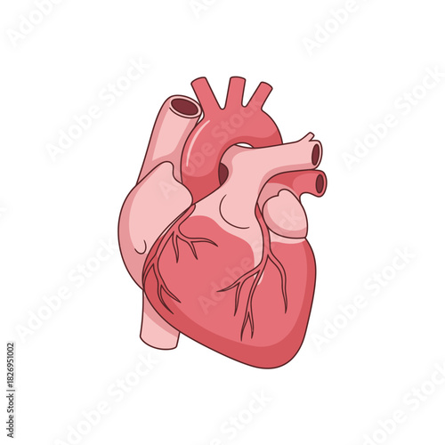 Human Heart Anatomy Vector Illustration for Medical Education