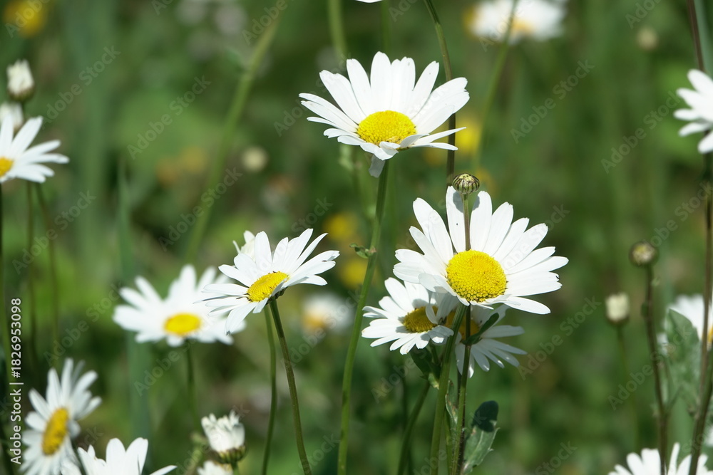 Naklejka premium Margeriten