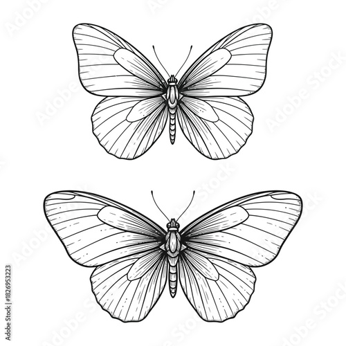 Minimalist black and white line drawing of two butterflies in profile and top-down view on a clean white background