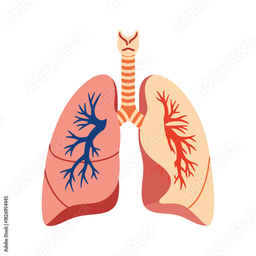 Human Lungs Anatomy Vector for Medical Learning