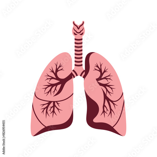Human Lungs Anatomy Vector for Medical Learning