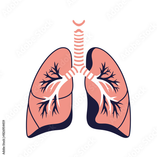 Human Lungs Anatomy Vector for Medical Learning