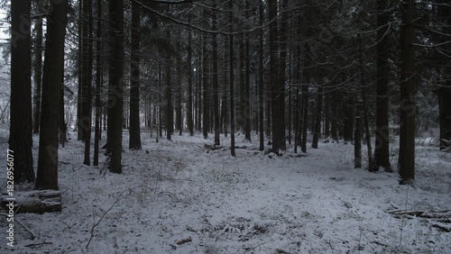 Cuadro en lienzo Cold snow blankets the ground in a quiet Alaskan forest