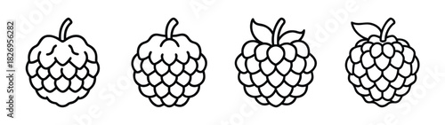 Hops vector graphic: botanical illustration of hop cones for beer brewing and herbal medicine use