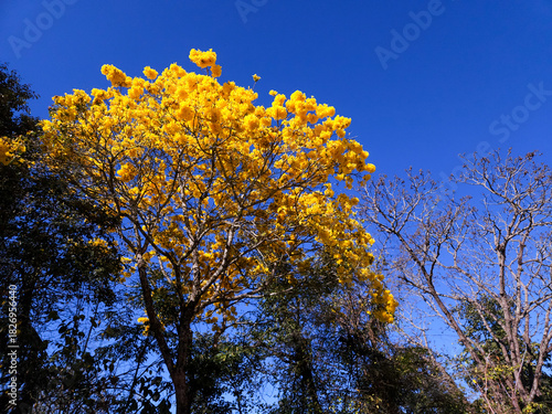 yellow tree in the sky