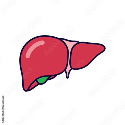 Human Liver Anatomy Vector for Medical Education