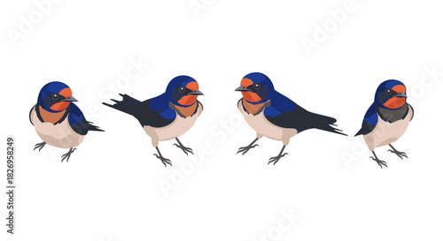 Charming barn swallow set in flat vector style with differentiated poses