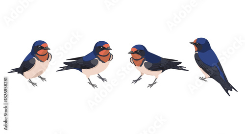 Elegant swallow birds with detailed feather patterns on white background