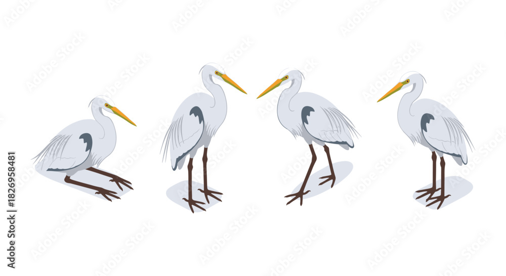 Obraz premium Graceful egrets in profile with four unique poses on white background