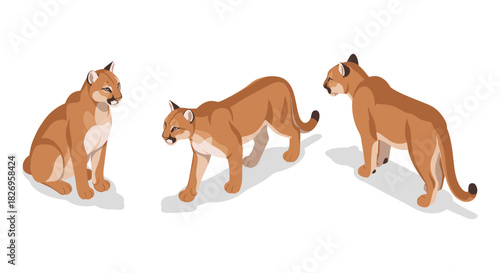 Isometric cougar trio: majestic poses of the mountain lion from multiple angles