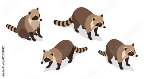 Isometric raccoon set: adorable animals in multiple poses on white background