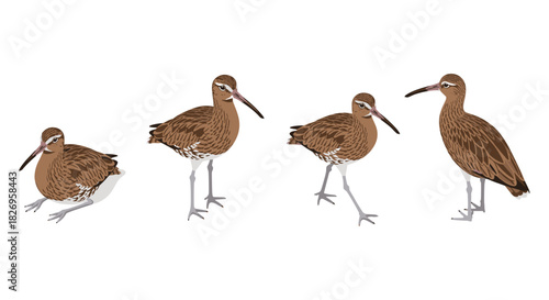 Curlew bird set with various poses in detailed flat style