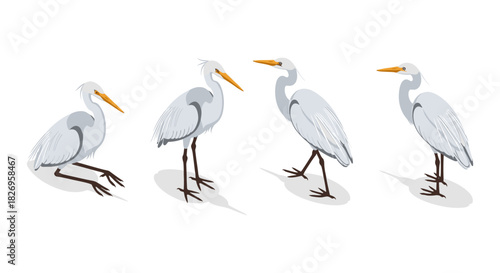 Elegant heron poses: detailed bird illustration in various standing and sitting poses