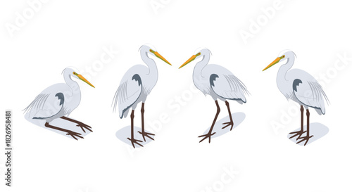 Graceful egrets in profile with four unique poses on white background