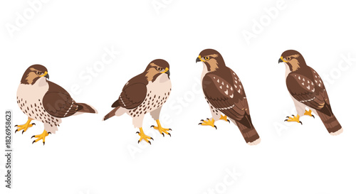 Set of four detailed falcon graphics on white background